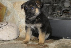 German Shepherd Puppies