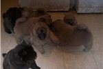 Chow Chow Puppies Available for Adoption