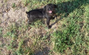 Affenpinscher Puppies