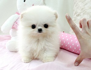 Adorable Pomeranians