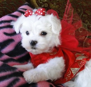 Teacup Maltese Puppies For Adoption