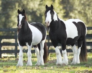 Gypsy Vanner Horse For Adoption