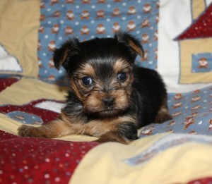 Pedigree Yorkie Pups