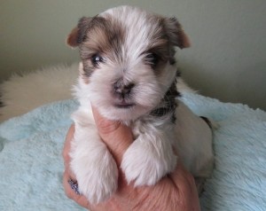 Teacup Yorkie puppy