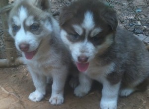 Akc Siberian Husky Puppies