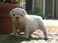 Stunning AKC English Bulldog Puppies