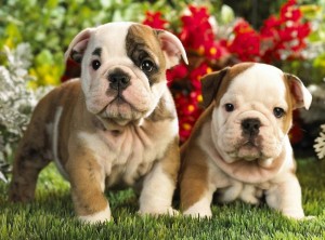 English Bulldog for Willing Homes