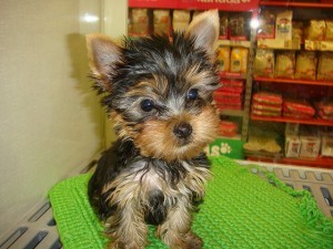 Gorgeous Yorkie female