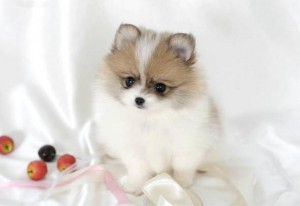 Adorable Poms