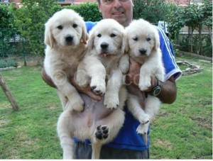 Golden Retriever puppies