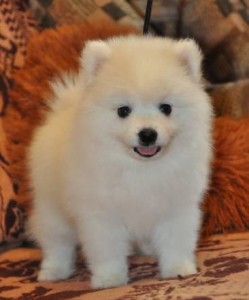 Purebred Japanese Spitz Puppies