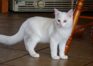 Ragdoll Kittens For Sale White Female With Blue Eyes