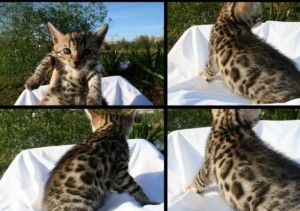 Beautiful Bengal Kittens