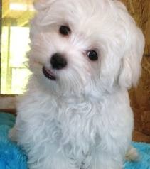 Lovely maltese puppies