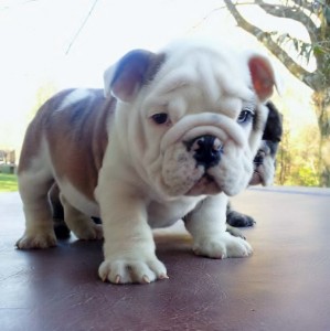 Cute English Bulldog puppies