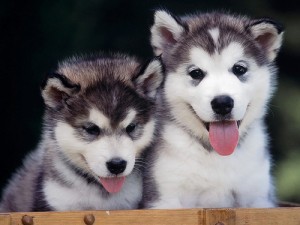 Husky pups for sale!