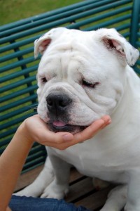 5 yr old White English Bulldog