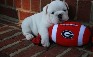 English Bulldog Puppies