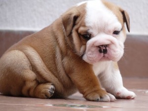 Lovely English Bulldog for free adoption