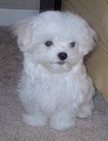 Wonderful Maltese puppies