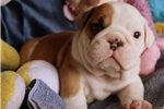 Marvelous English Bulldogs Puppies