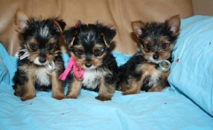 Yorkshire Terrier Puppies for Sale