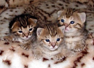 F2 savanna kittens