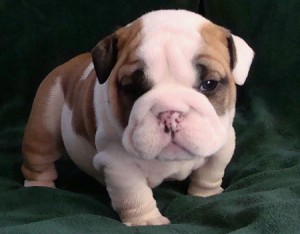 Affordable Bulldog Puppies