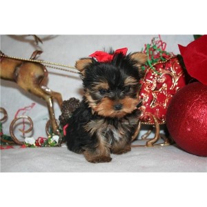 Extremely Cute Teacup Yorkie Puppies