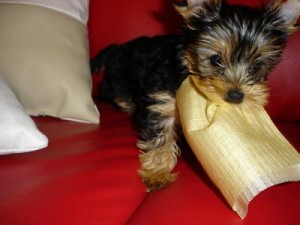 Charming Teacup Yorkie