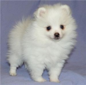 12 week old Pomeranian girl - need to sell - moving