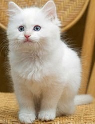 Ragdoll Kittens - Registered Pedigree