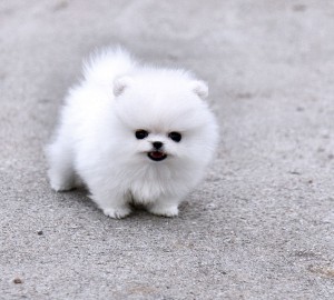 Pomeranian Puppy