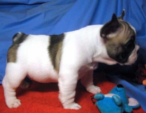 Affectionate French bulldog puppies