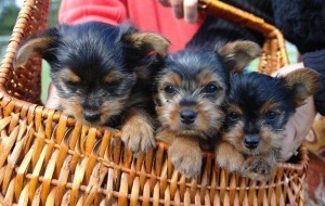 Akc male and female Yorkies