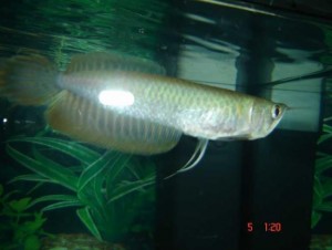Super red arowana fish and others for sale.
