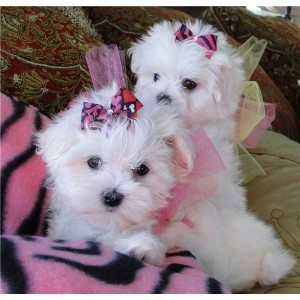 Cuttie Maltese Pups