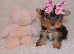 Yorkie Puppies for Adoption