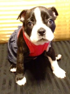 Boston Terrier Puppies