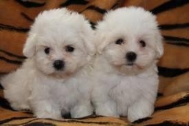 Tiny Maltese Puppies for Adoption - 14 Weeks Old