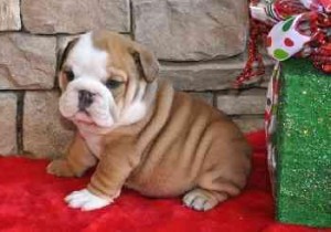 Two English Bulldog Puppies (Boy &amp; Girl)