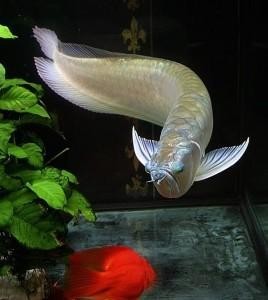 Chili Red Arowanas and other fish for sale