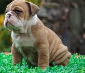 Bulldog puppies for adoption