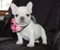 French Bulldog Puppies available