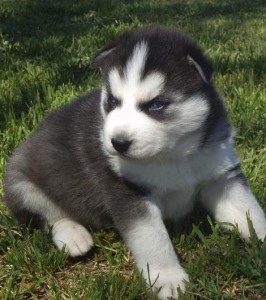 Siberian Husky Puppy for free