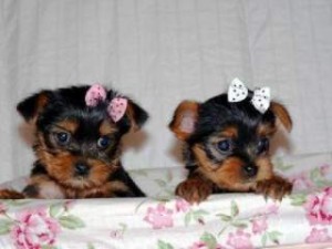 Pick up cute YORKIE puppies for free adoption