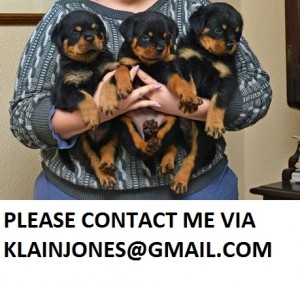 Gorgeous German Rottweiler Puppies for adoption *** Kansas ***