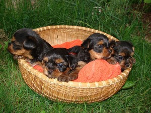 AKC Registered Teacup Yorkies Puppies