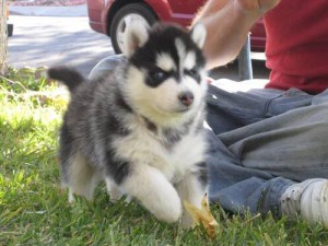 3 blue eye siberian husky available