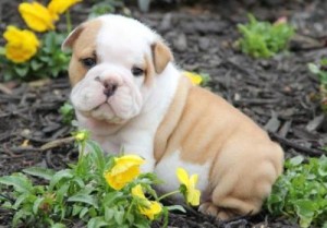 Gorgeous male and female English bulldogs  puppies for free adoption